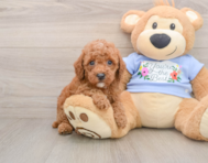 8 week old Poodle Puppy For Sale - Windy City Pups