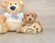 7 week old Poodle Puppy For Sale - Windy City Pups