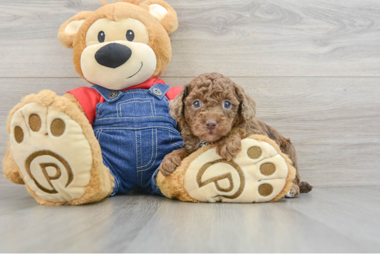 Cute Pooodle Purebred Puppy