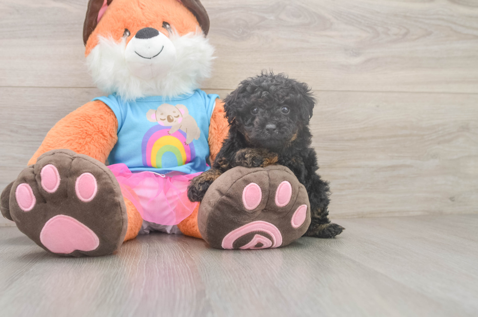 5 week old Poodle Puppy For Sale - Windy City Pups