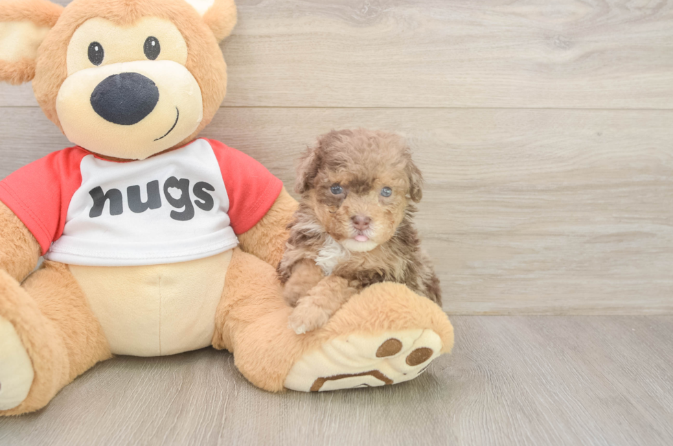 6 week old Poodle Puppy For Sale - Windy City Pups