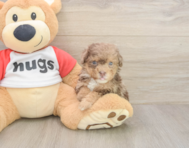 7 week old Poodle Puppy For Sale - Windy City Pups 7 week old Poodle Puppy For Sale - Windy City Pups