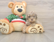 8 week old Poodle Puppy For Sale - Windy City Pups