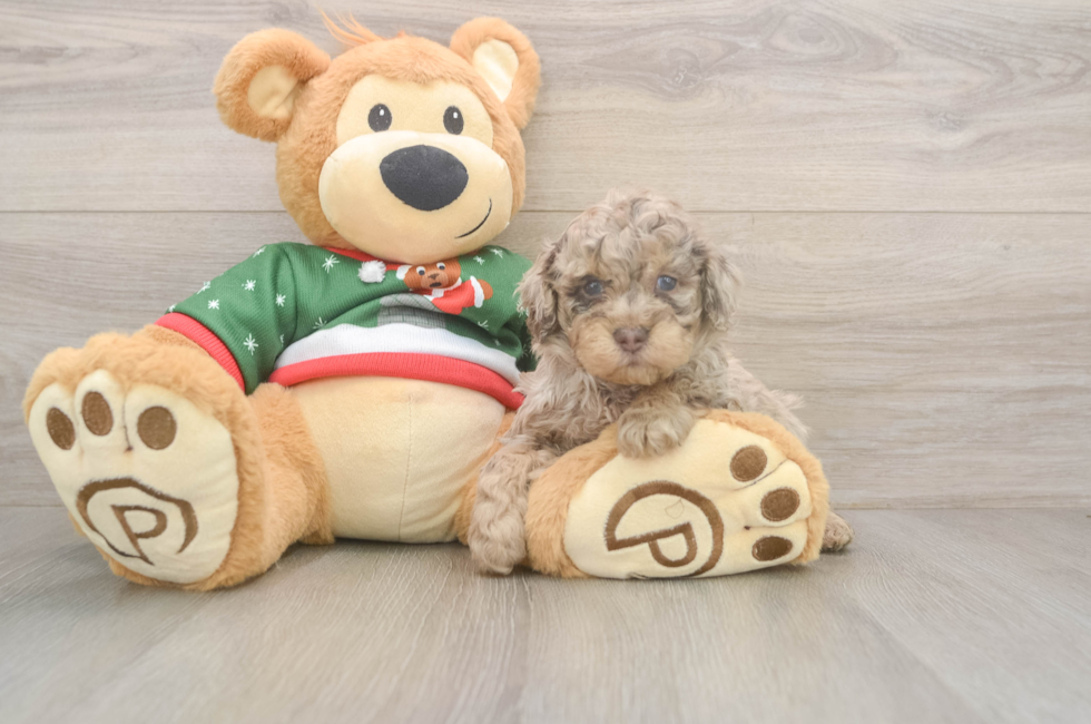 5 week old Poodle Puppy For Sale - Windy City Pups