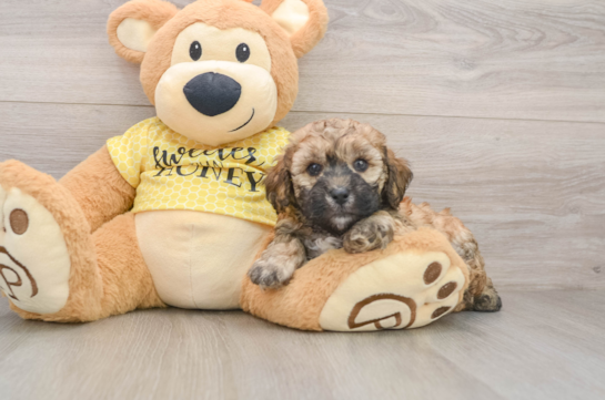 Poodle Pup Being Cute