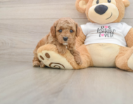 7 week old Poodle Puppy For Sale - Windy City Pups