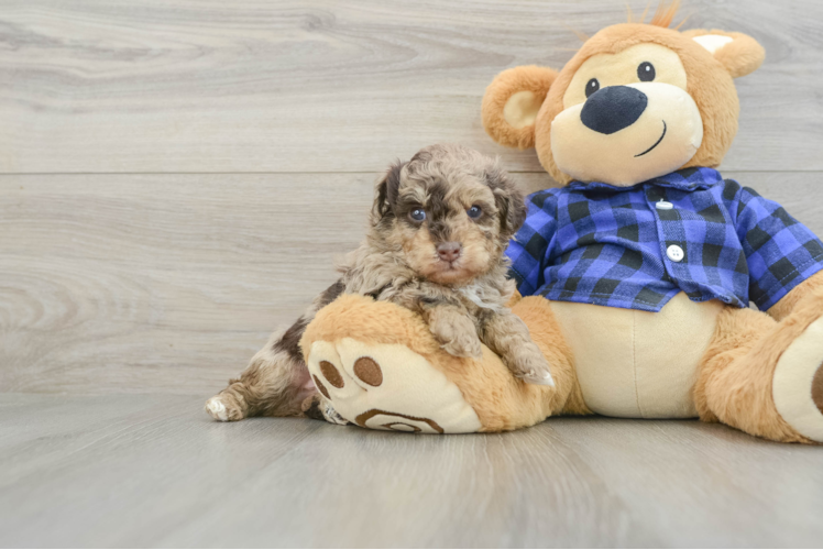 Playful Poodle Baby
