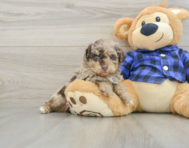 6 week old Poodle Puppy For Sale - Windy City Pups
