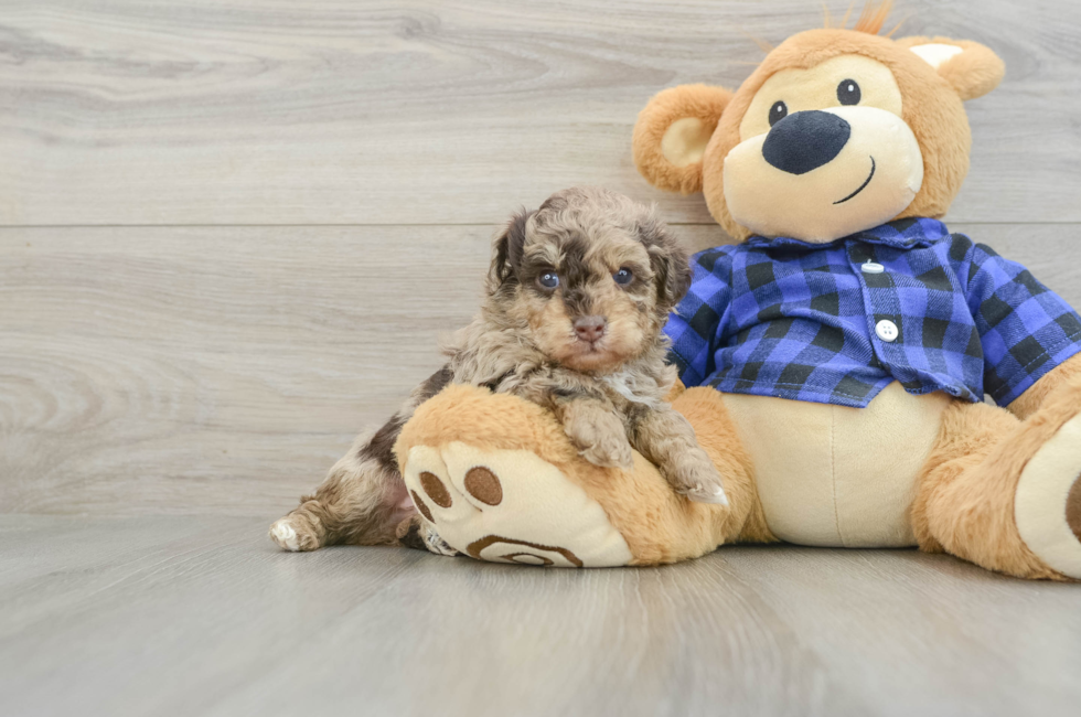 6 week old Poodle Puppy For Sale - Windy City Pups