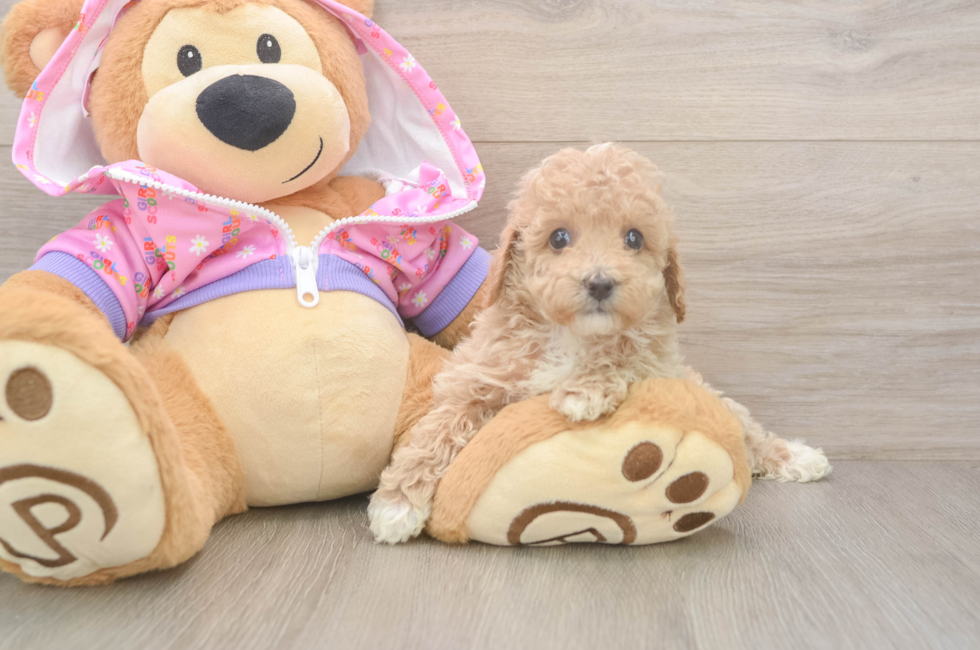 6 week old Poodle Puppy For Sale - Windy City Pups