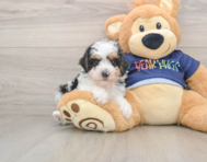 8 week old Poodle Puppy For Sale - Windy City Pups
