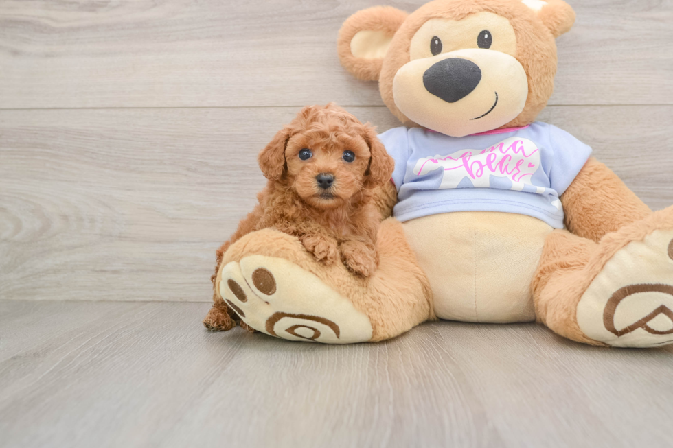 Poodle Puppy for Adoption