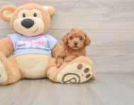 6 week old Poodle Puppy For Sale - Windy City Pups