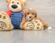 5 week old Poodle Puppy For Sale - Windy City Pups