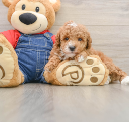 7 week old Poodle Puppy For Sale - Windy City Pups