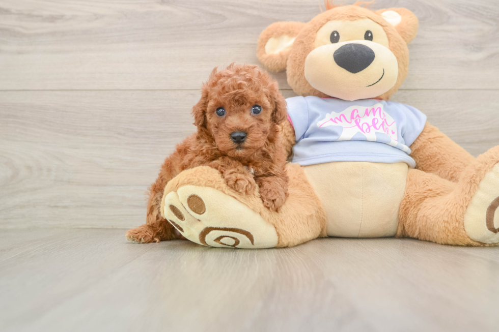 Small Poodle Purebred Pup