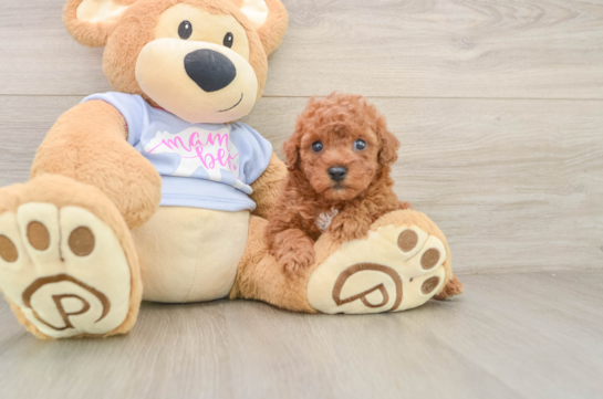 Little Poodle Baby