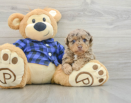 6 week old Poodle Puppy For Sale - Windy City Pups