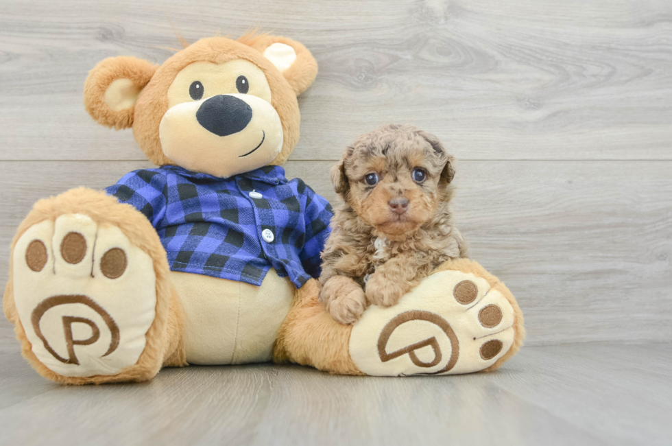 6 week old Poodle Puppy For Sale - Windy City Pups