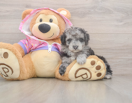 7 week old Poodle Puppy For Sale - Windy City Pups