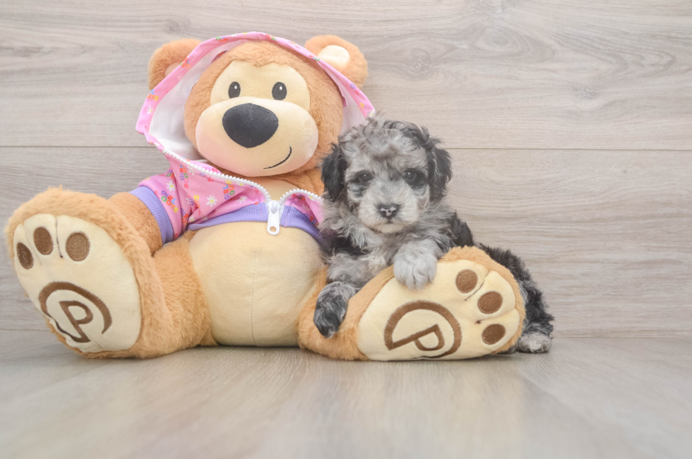 5 week old Poodle Puppy For Sale - Windy City Pups