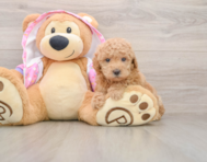 5 week old Poodle Puppy For Sale - Windy City Pups