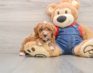 6 week old Poodle Puppy For Sale - Windy City Pups