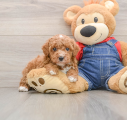 7 week old Poodle Puppy For Sale - Windy City Pups