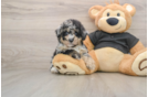 Fluffy Pudle Purebred Puppy