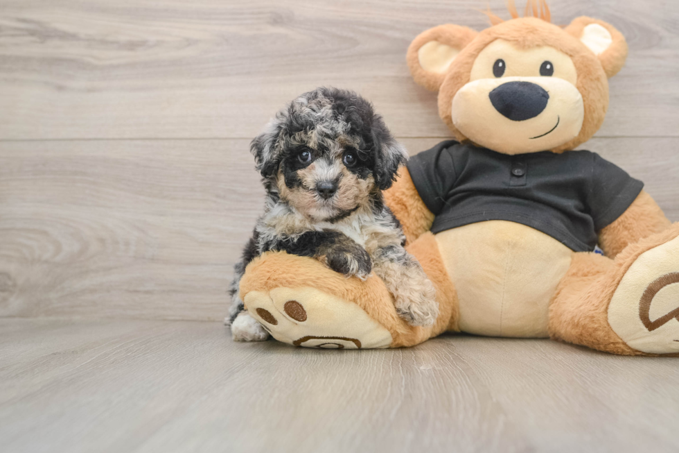 Fluffy Pudle Purebred Puppy