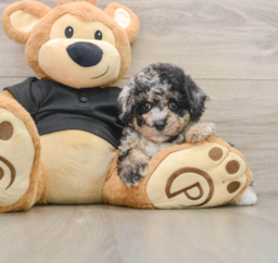 8 week old Poodle Puppy For Sale - Windy City Pups
