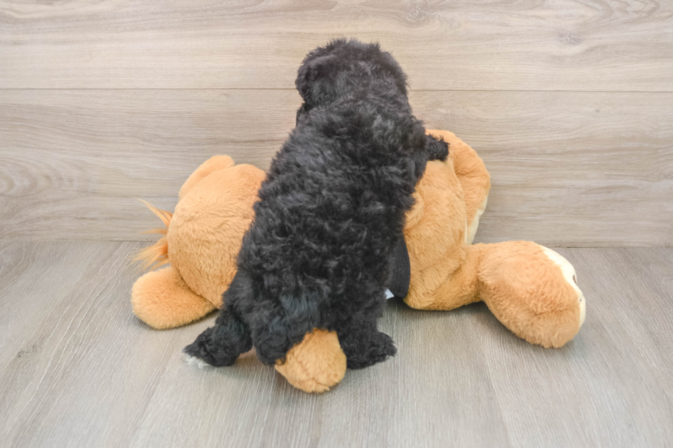 Fluffy Caniche Purebred Puppy