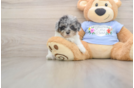 Funny Poodle Purebred Pup