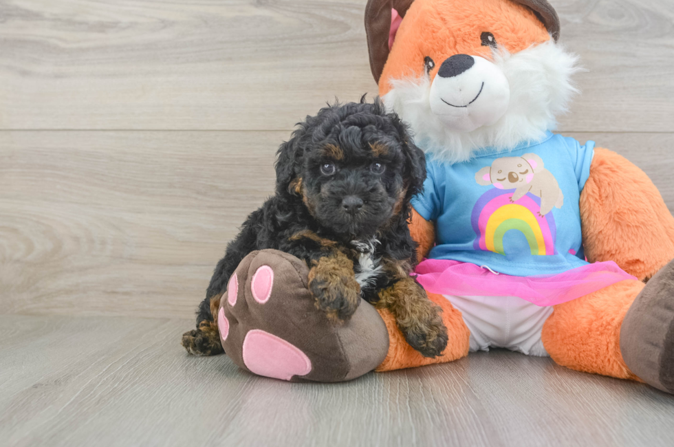 6 week old Poodle Puppy For Sale - Windy City Pups