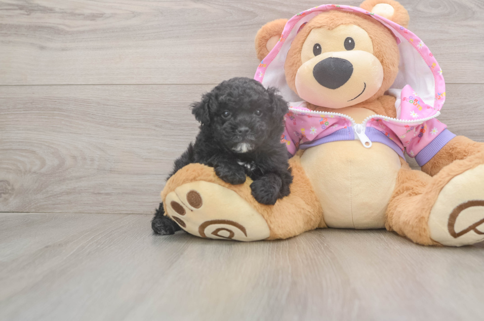 5 week old Poodle Puppy For Sale - Windy City Pups