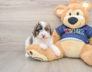 8 week old Poodle Puppy For Sale - Windy City Pups
