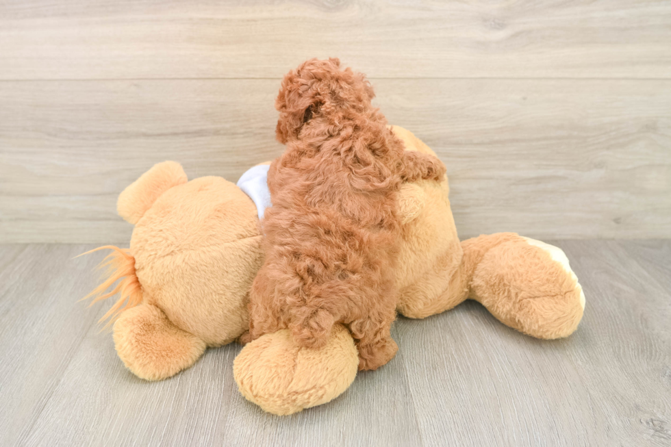 Small Poodle Purebred Pup