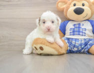 7 week old Poodle Puppy For Sale - Windy City Pups