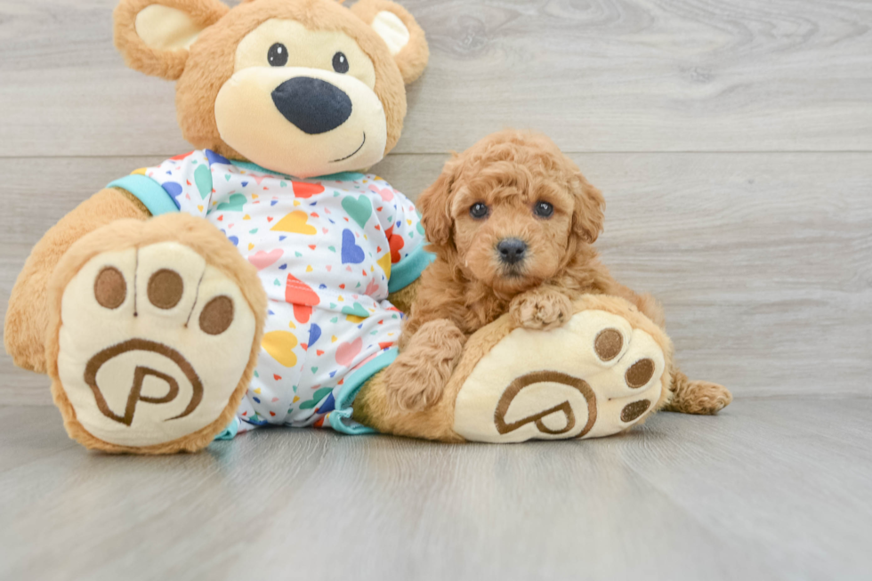 Poodle Pup Being Cute