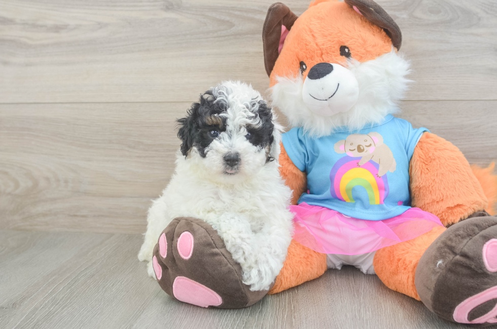 6 week old Poodle Puppy For Sale - Windy City Pups