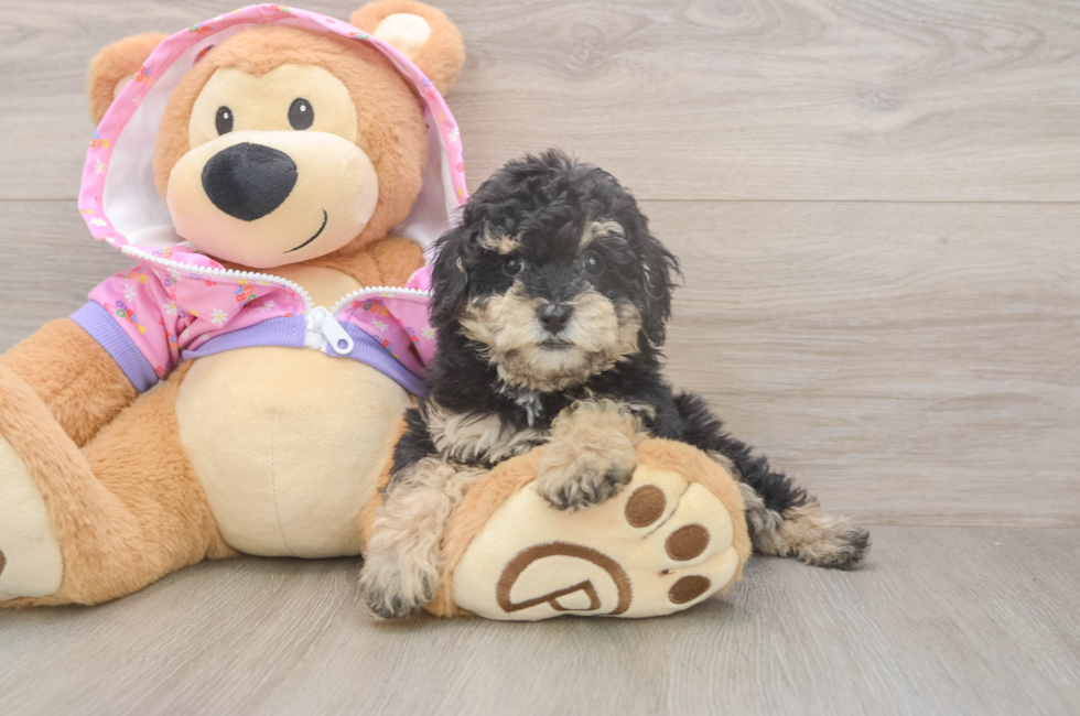 8 week old Poodle Puppy For Sale - Windy City Pups