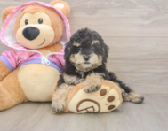 9 week old Poodle Puppy For Sale - Windy City Pups 9 week old Poodle Puppy For Sale - Windy City Pups