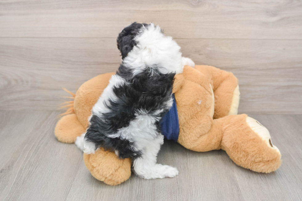 Poodle Puppy for Adoption