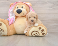 7 week old Poodle Puppy For Sale - Windy City Pups