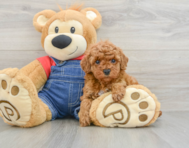 8 week old Poodle Puppy For Sale - Windy City Pups