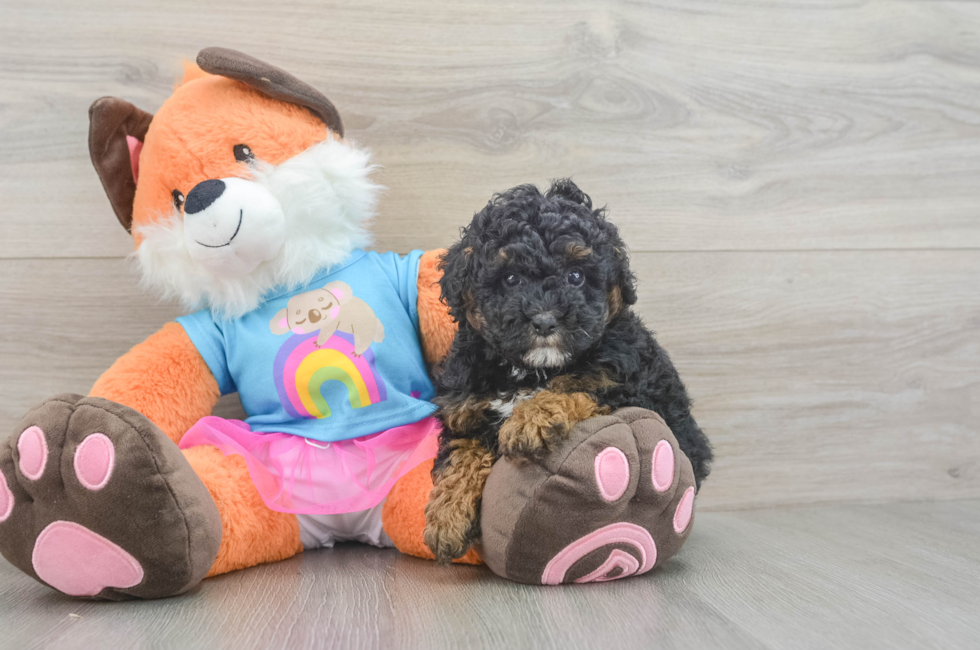 6 week old Poodle Puppy For Sale - Windy City Pups