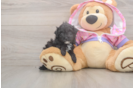 Petite Caniche Purebred Puppy