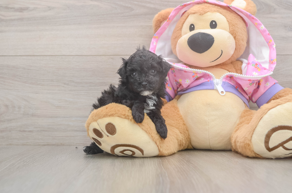 5 week old Poodle Puppy For Sale - Windy City Pups