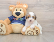 8 week old Poodle Puppy For Sale - Windy City Pups