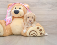 6 week old Poodle Puppy For Sale - Windy City Pups